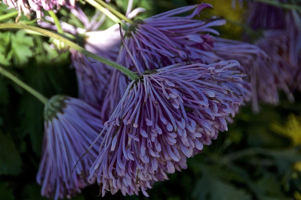 Fantasy Chrysanthemums (Chrysanthemum 'Seaton's Galaxy')