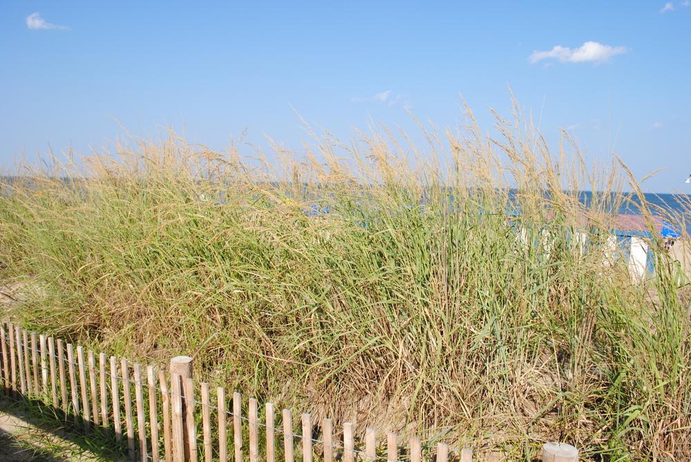 Photo of the habitat view of American Beachgrass (Calamagrostis