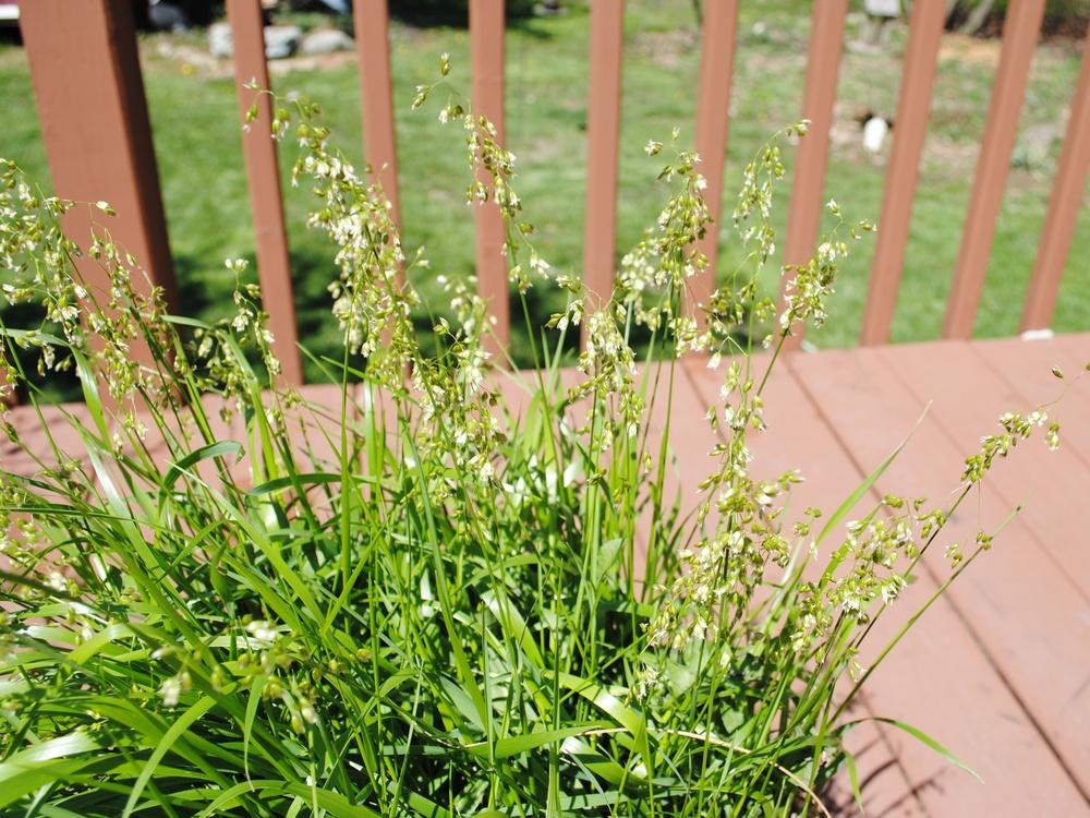 Photo of the bloom of Sweetgrass (Anthoxanthum nitens) posted by ILPARW