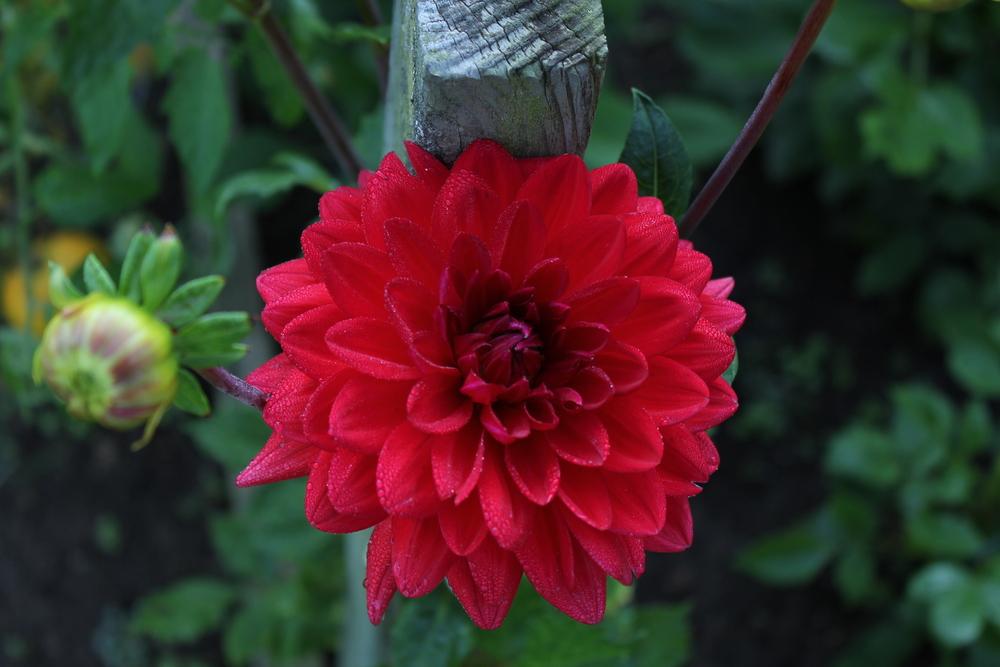Photo of the bloom of Dahlia ‘Taratahi Ruby’ posted by Lucichar