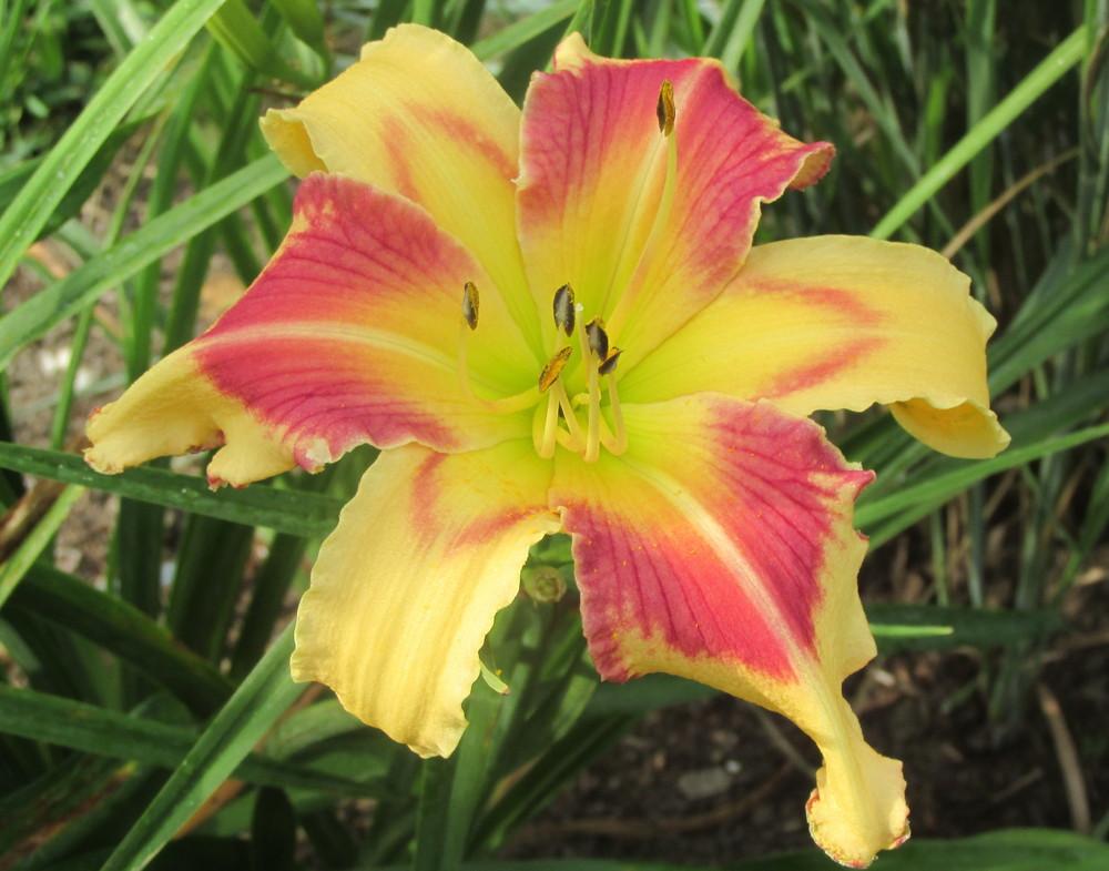 Daylily (Hemerocallis 'Anna Banana') in the Daylilies Database