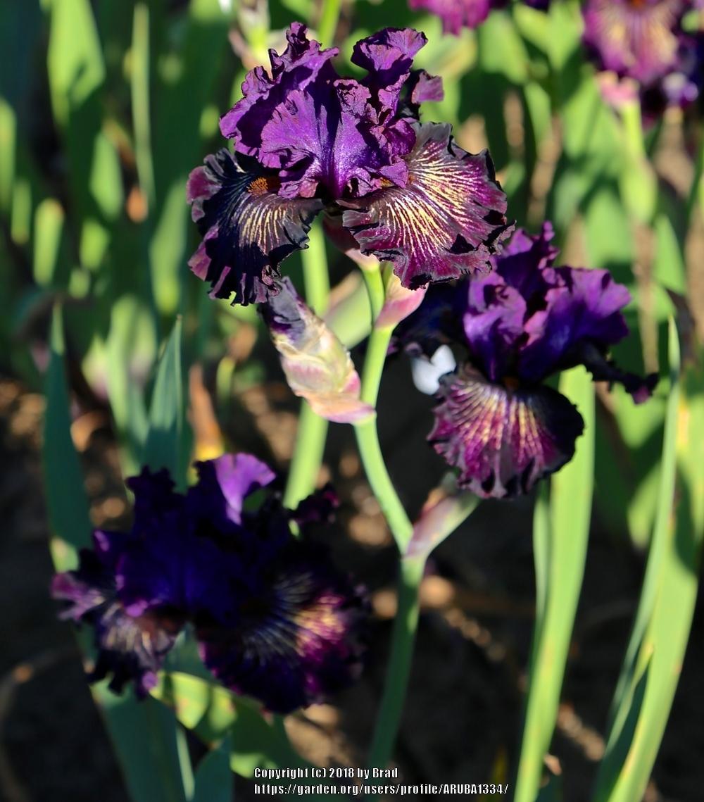 Photo of the bloom of Tall Bearded Iris (Iris 'Cat Tales') posted by