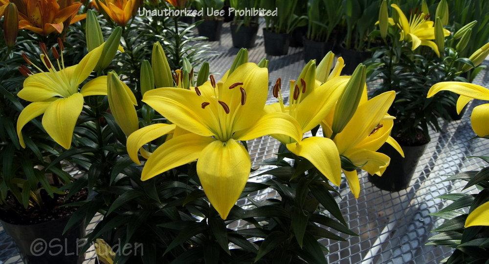 Lily (Lilium 'Fancy Joy') in the Lilies Database
