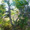 The bear broke down half the branches. The bear broke down half the branches.