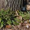 plants at tree base