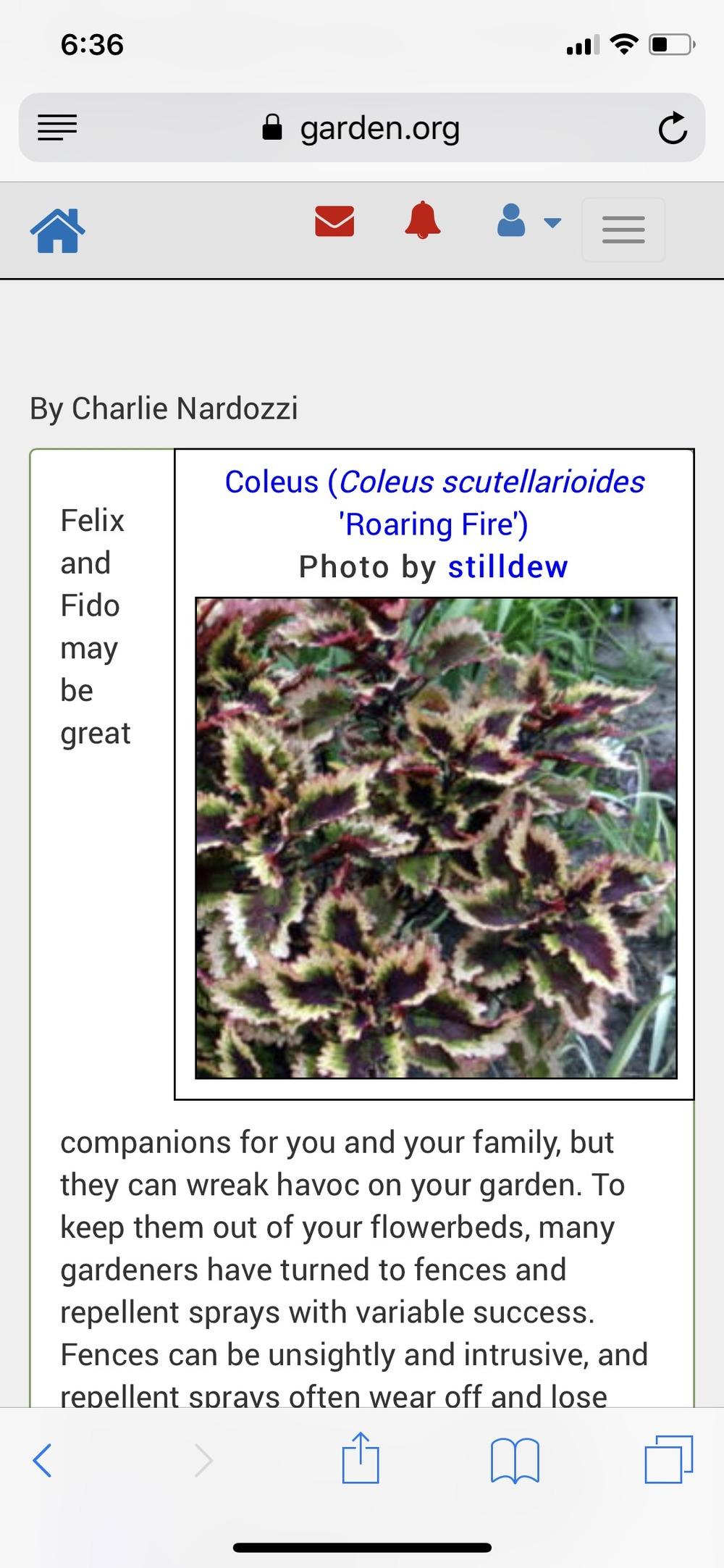 Keeping Cats Out of Raised Beds in the Ask a Question forum