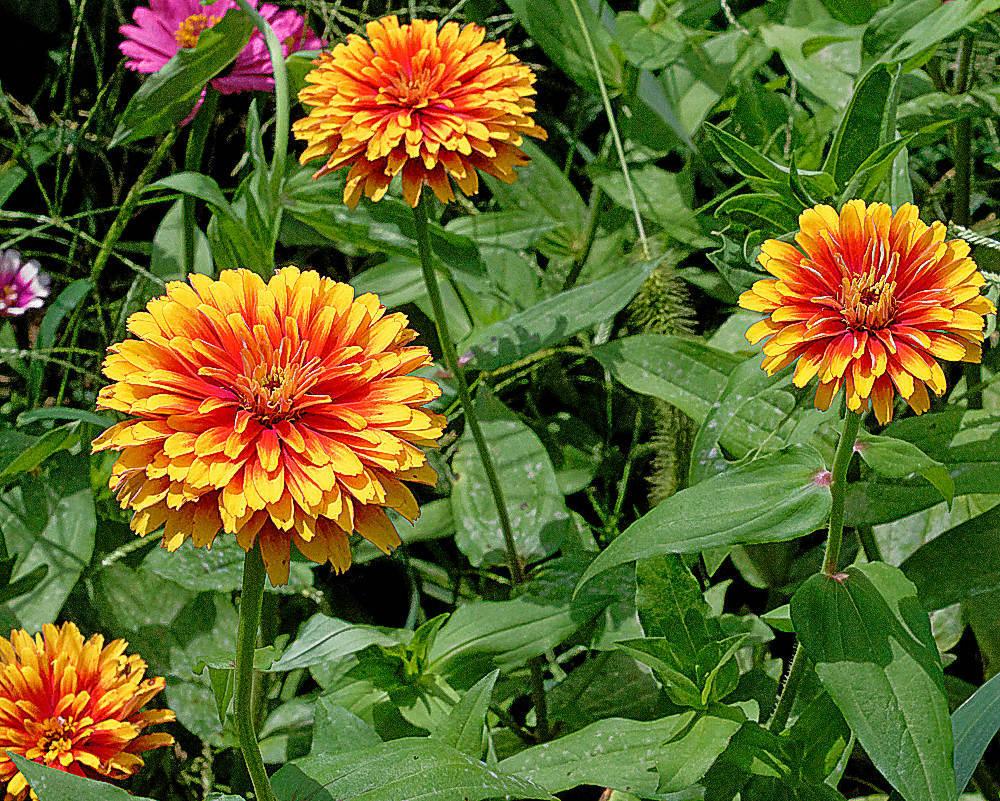 Strawberry Cream Zinnia in the Annuals forum