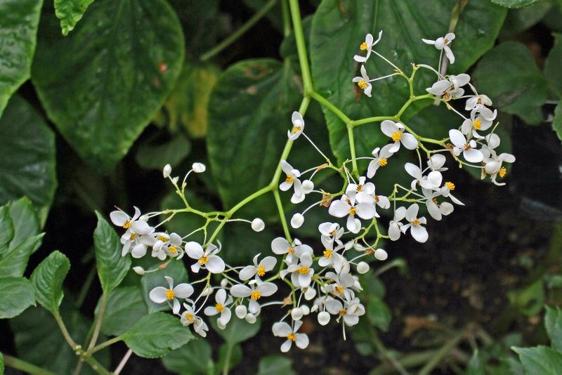 Begonia (Begonia malabarica) in the Begonias Database
