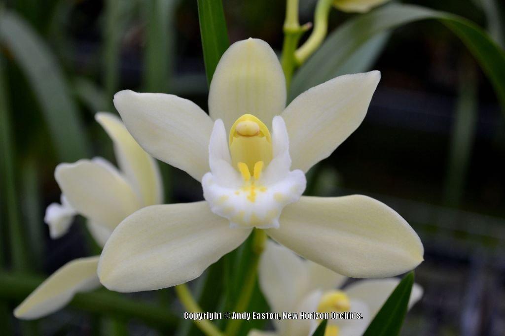 Orchid (Cymbidium Bone China)