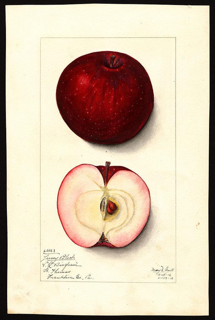 Apple (Malus domestica 'Jersey Black') in the Apples Database