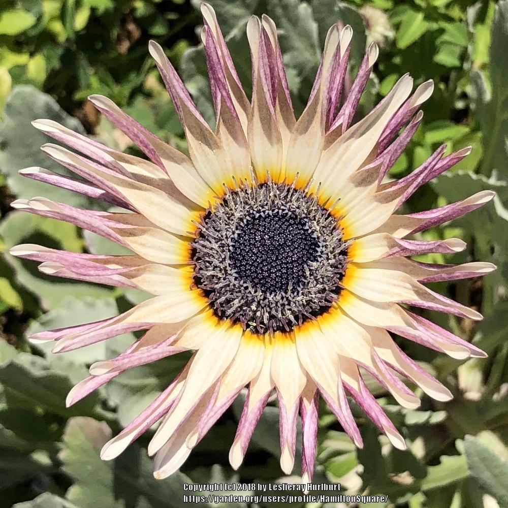 African Daisy (Arctotis) - Garden.org