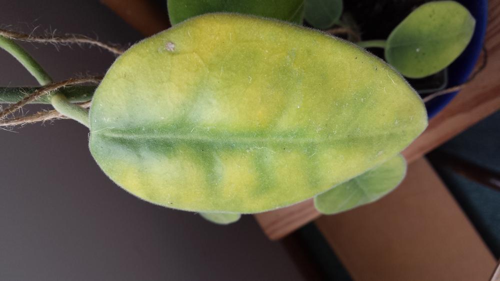 Hoya Carnosa Leaves Turning Yellow devenne
