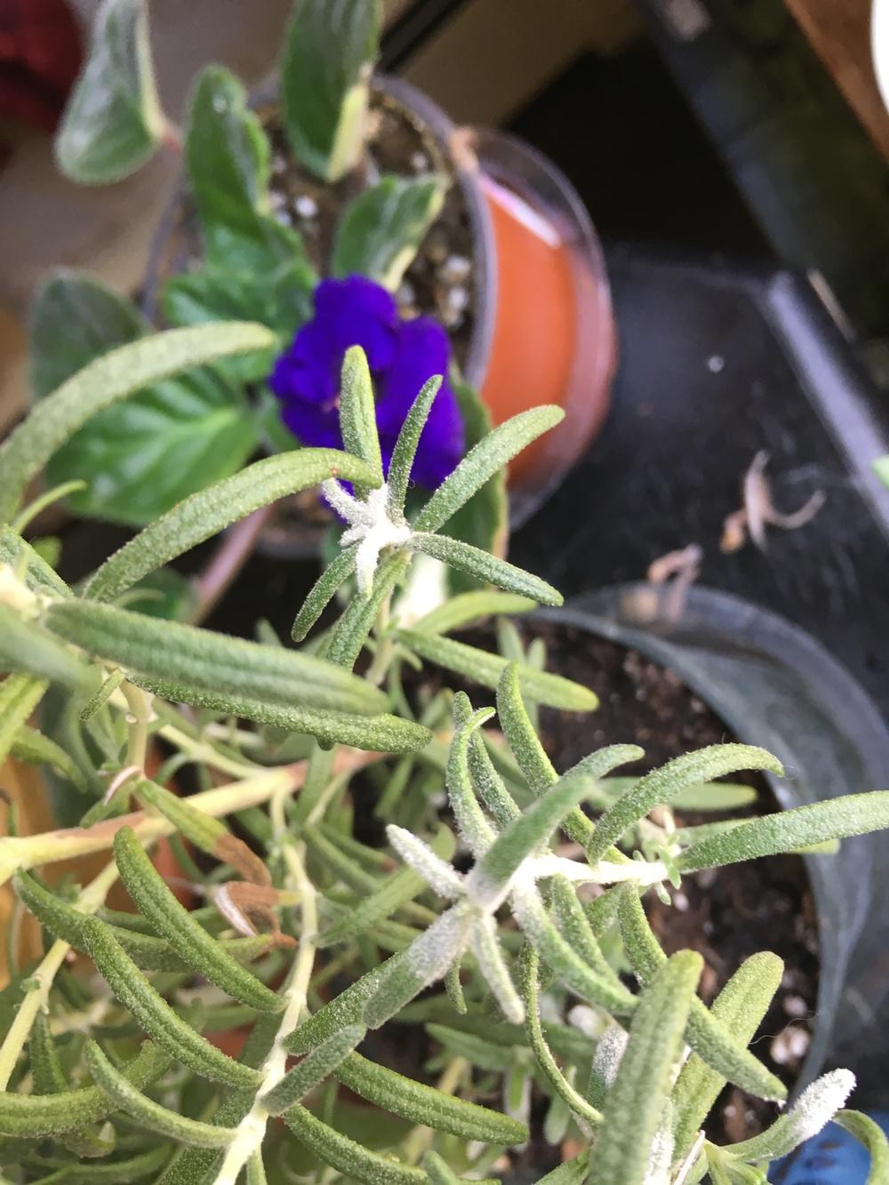 Rosemary houseplant powder? in the Houseplants forum