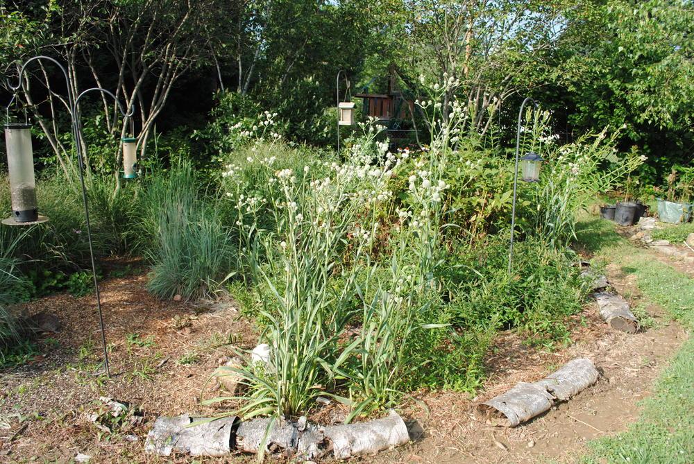 Photo of the entire plant of Rattlesnake Master (Eryngium yuccifolium