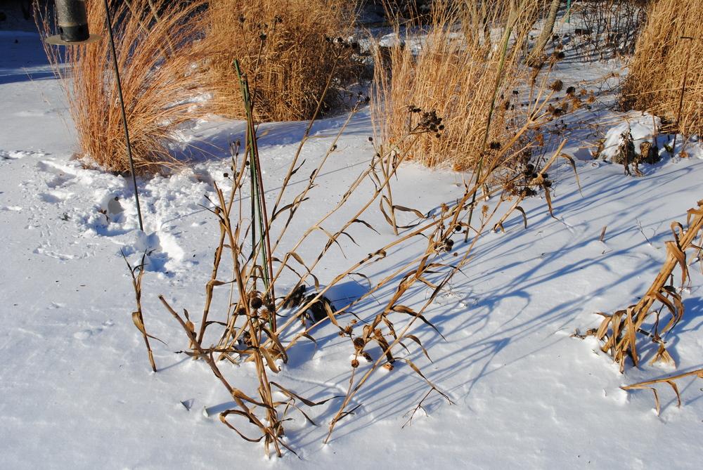 Photo of the entire plant of Rattlesnake Master (Eryngium yuccifolium
