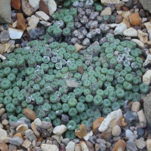 Conophytum fraternum