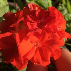 Geranium (Pelargonium &lsquo;Brocade Fire Night&rsquo;) in the Pelargoniums