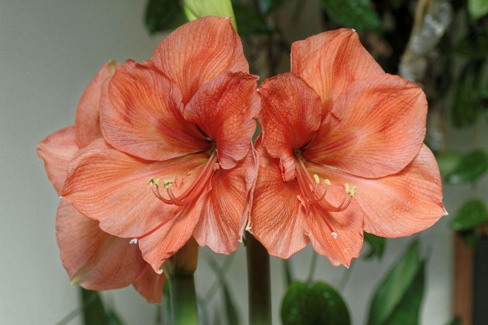 Photo of the bloom of Amaryllis (Hippeastrum 'Peach Melba') posted by dirtdorphins