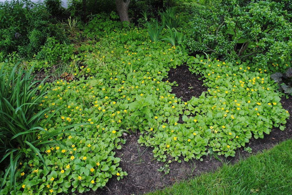 Photo of the entire plant of Green and Gold (Chrysogonum virginianum