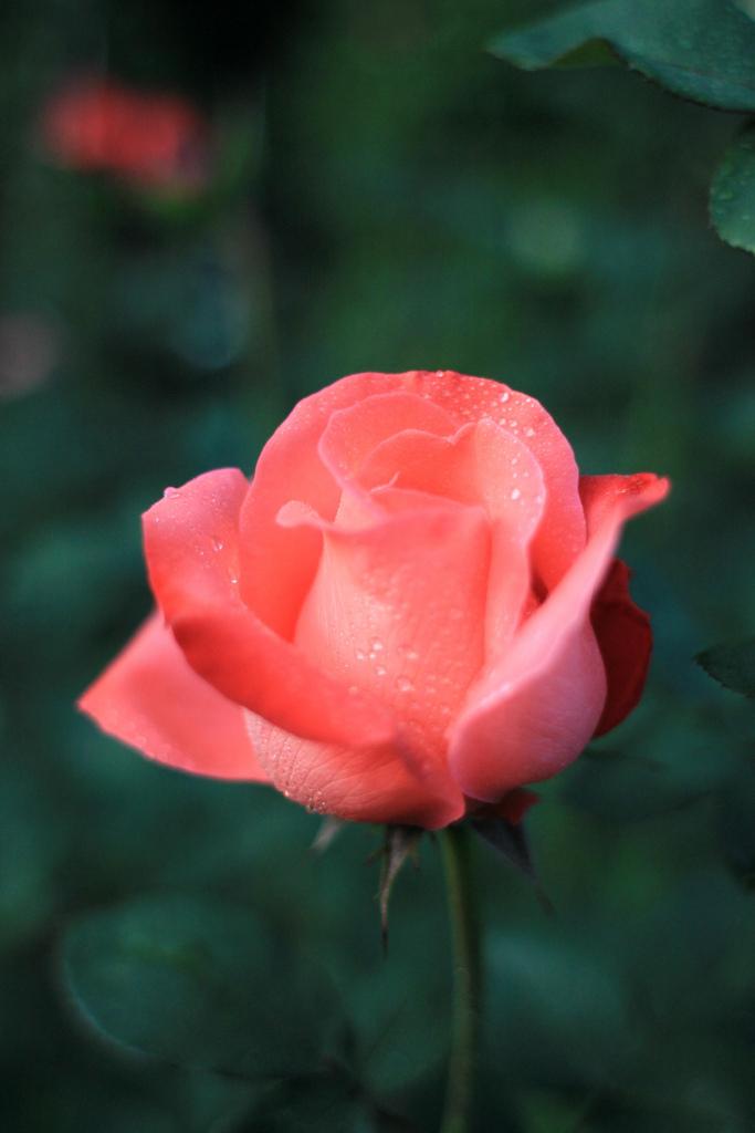 Rose (Rosa 'Sanka') in the Roses Database - Garden.org