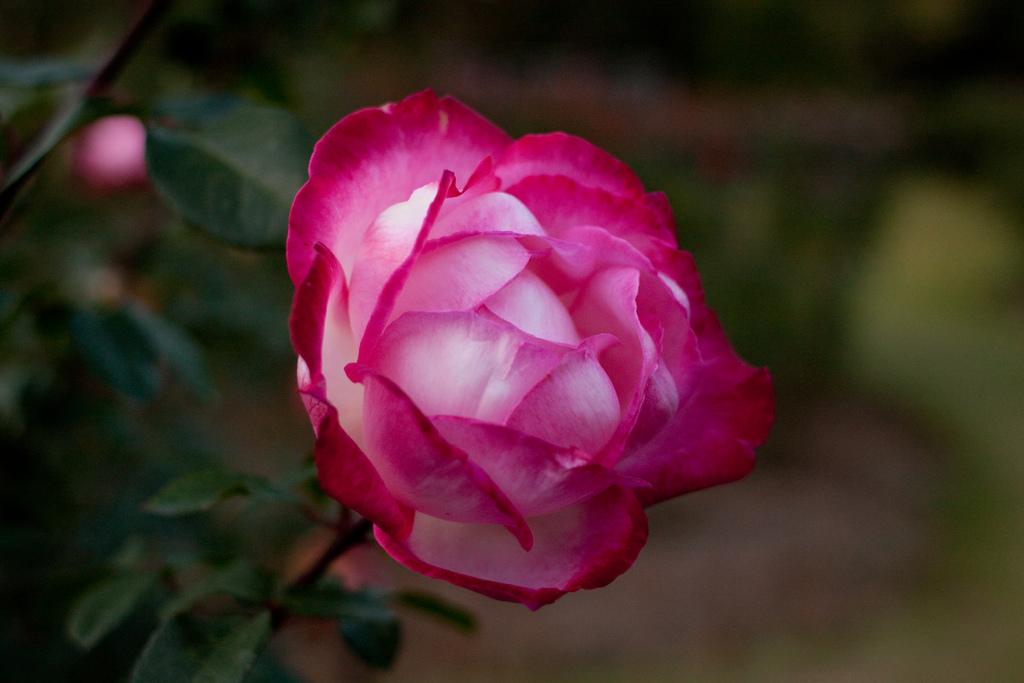 Olympic Roses Rose (Rosa 'Olympic Torch') in the Roses Database - Garden.org