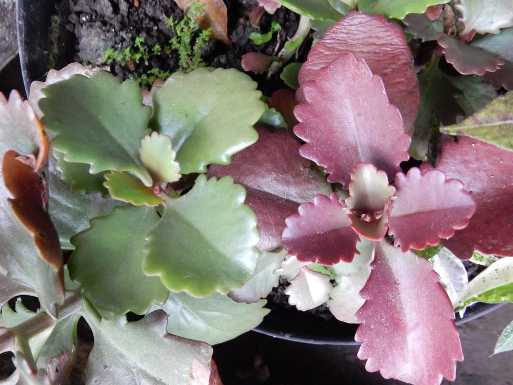 LongFlower Kalanchoe (Kalanchoe longiflora) in the Kalanchoes Database