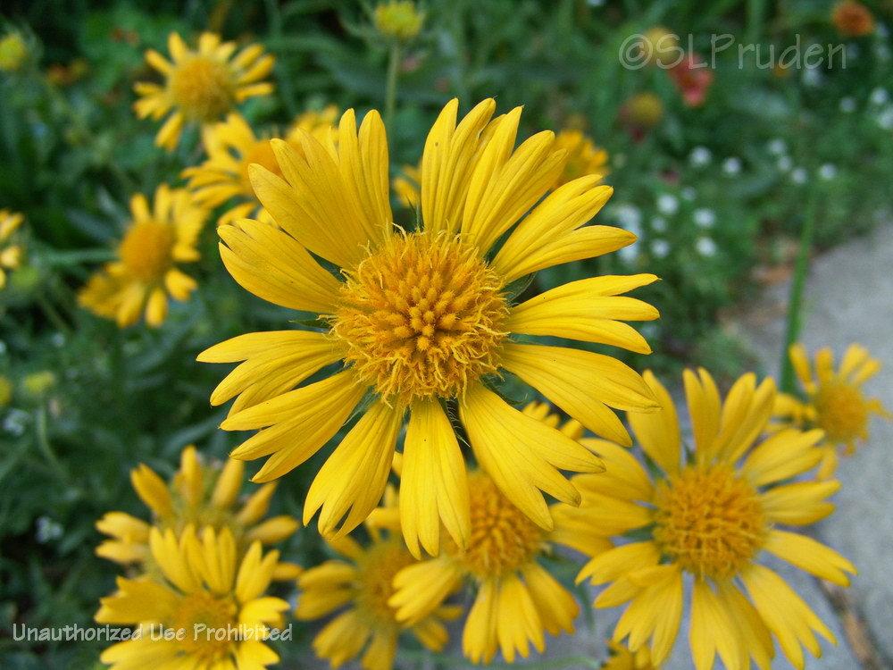 Blanket Flower (Gaillardia Golden Goblin)