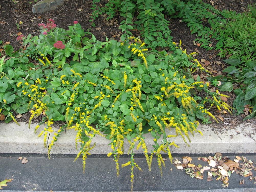 Solidago Rigida Landscape Design Solidago Caesia