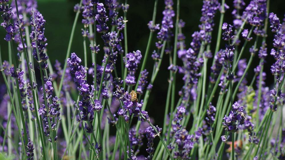 Lavenders Plant Care and Collection of Varieties