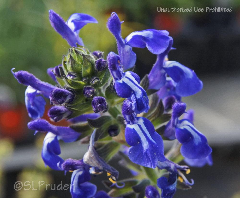 Photo of the bloom of Sage (Salvia nana 'Curling Waves') posted by