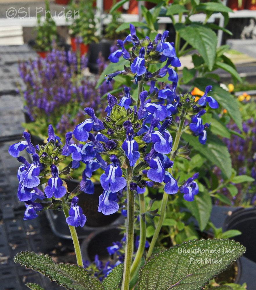 Sage (Salvia nana 'Curling Waves') in the Salvias Database