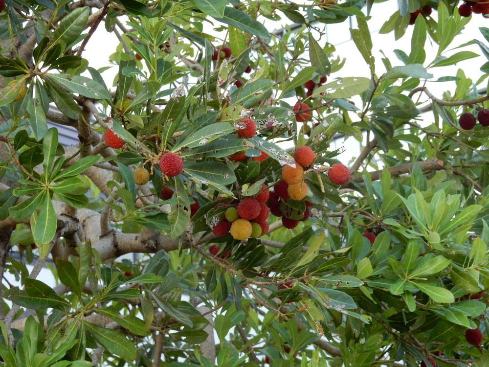 Chinese Bayberry (Morella rubra) - Garden.org
