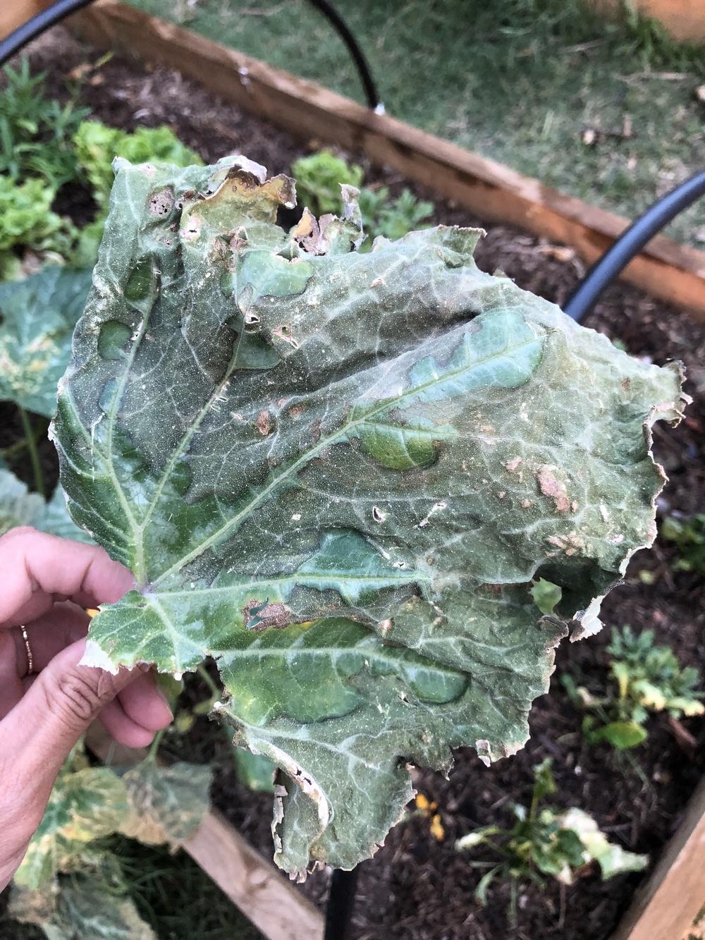 Please help identify this butternut squash leaf disease? in the