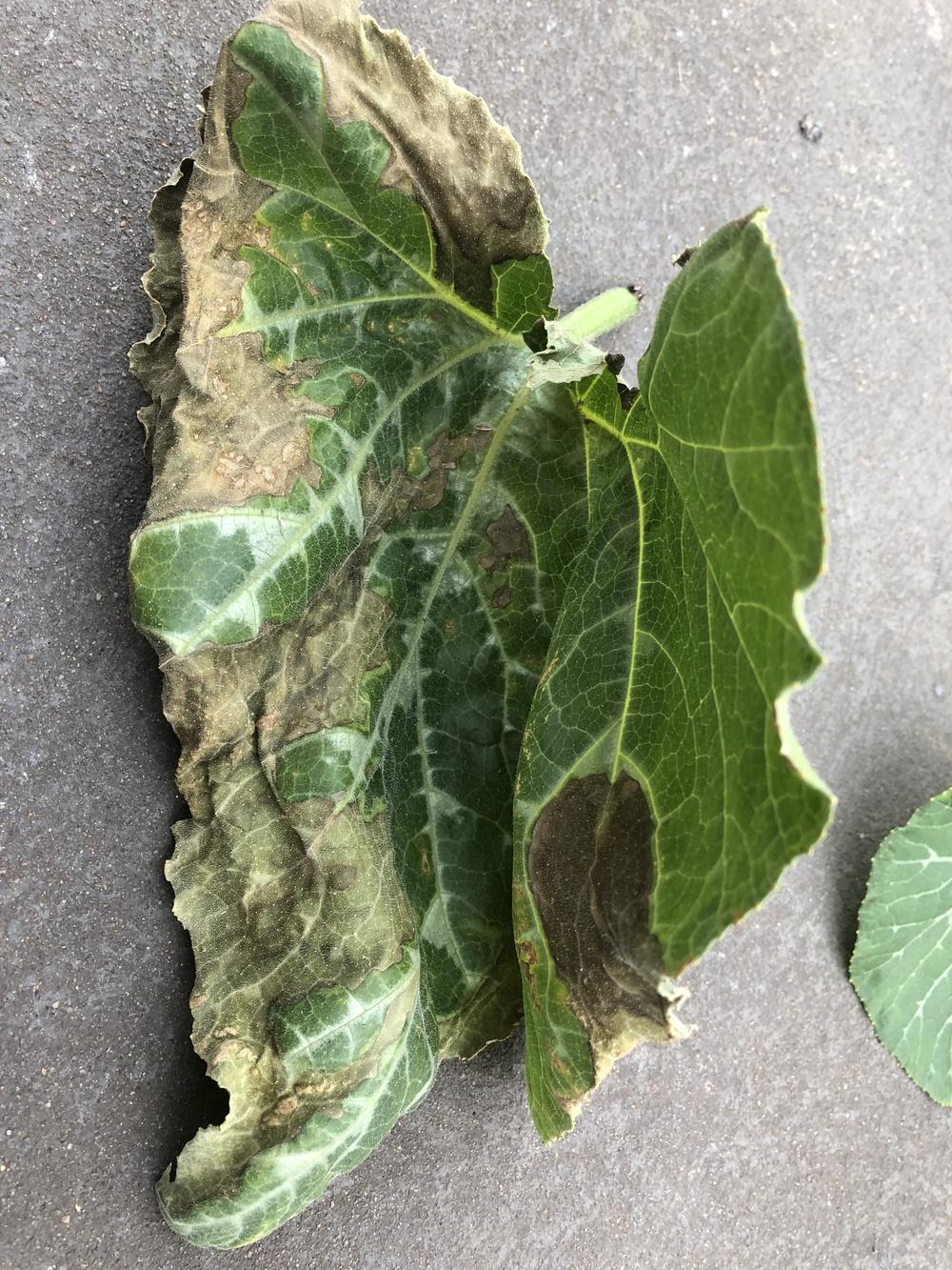 Please help identify this butternut squash leaf disease? in the