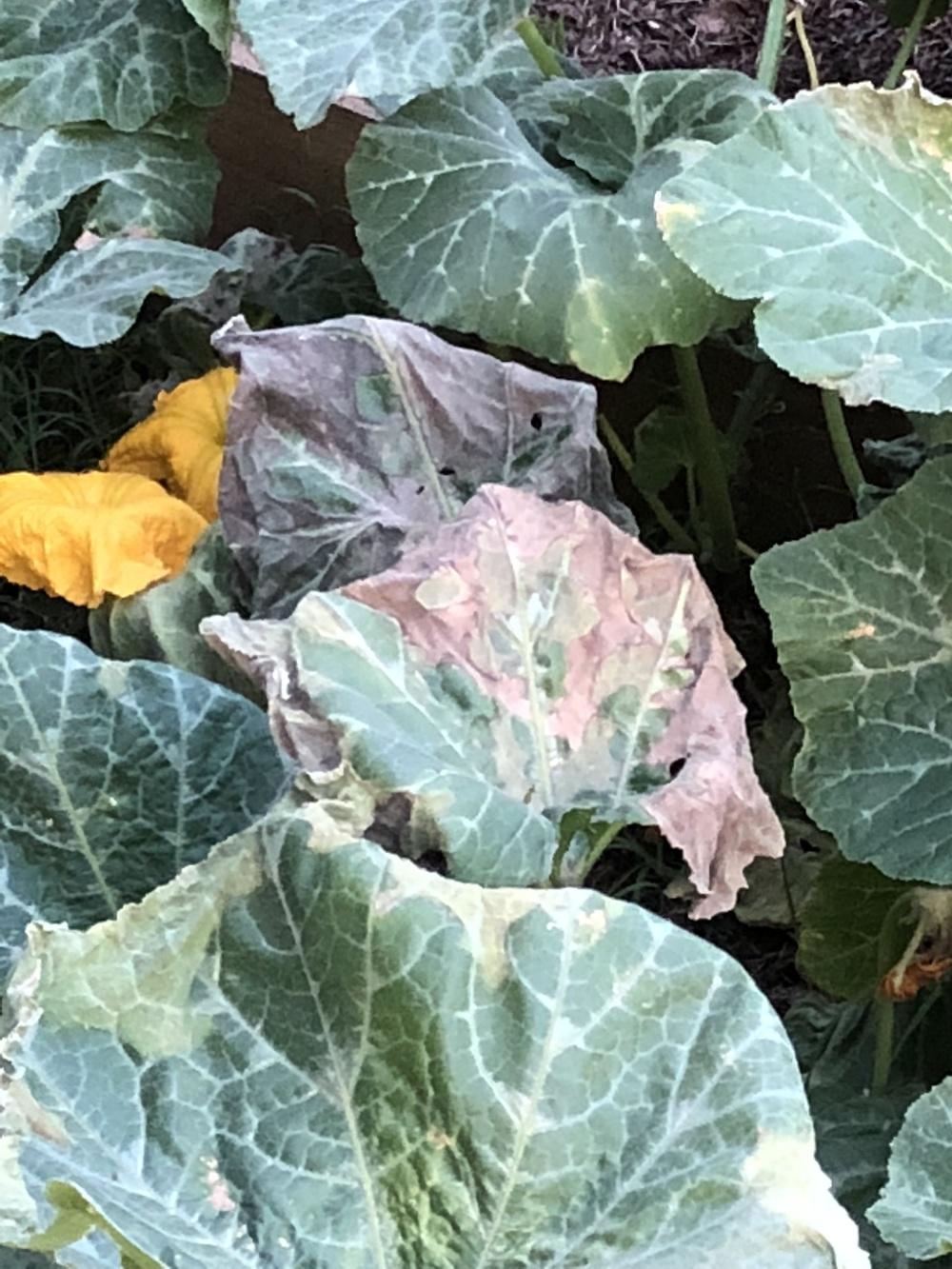 Please help identify this butternut squash leaf disease? in the