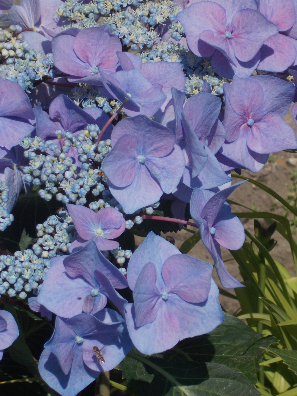 Lacecap Hydrangea (Hydrangea macrophylla 'Zorro') in the Hydrangeas