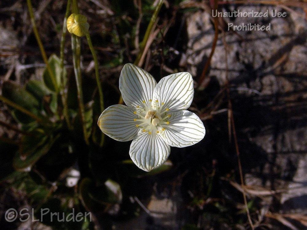 Fen grass of Parnassus (Parnassia glauca)