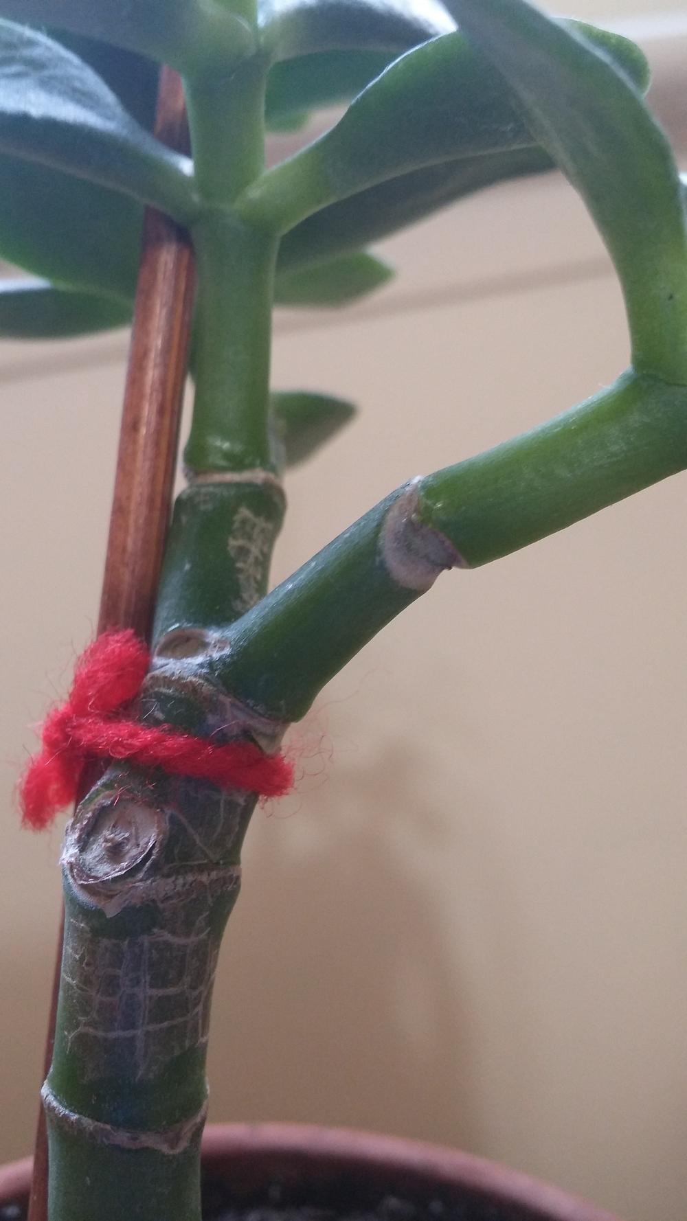 Jade plant stem assessment in the Ask a Question forum