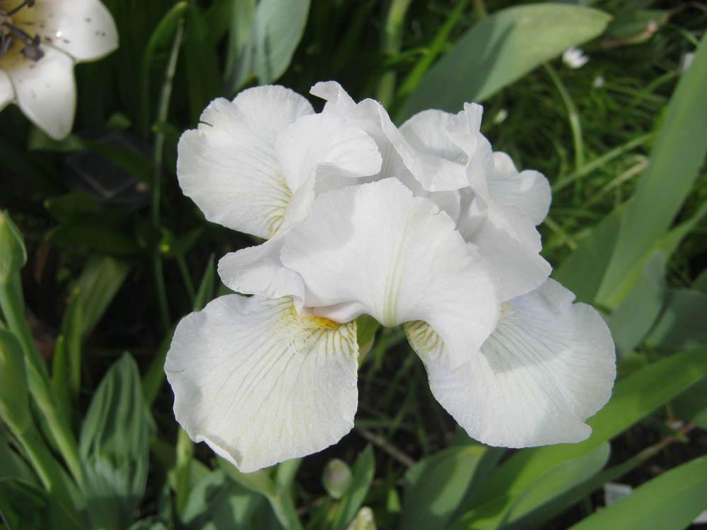 Intermediate Bearded Iris (Iris 'Snow Gnome') in the Irises Database