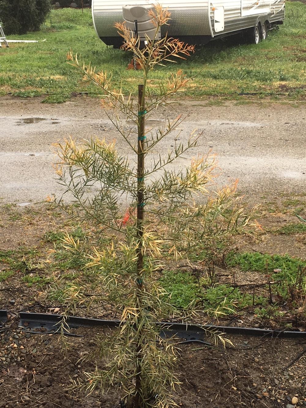 Ask A Question Forum Podocarpus Gracilior Planted 3 Weeks Ago Leaves Turning Brown Garden Org