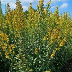 
photo credit: H. Zell