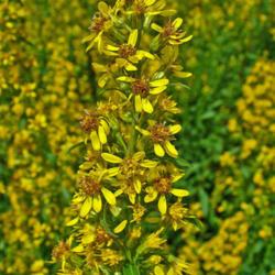 
photo credit: H. Zell