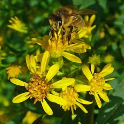 
photo credit: H. Zell