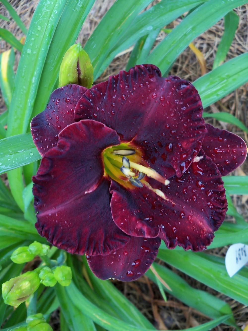 Botanist wandering daylilies story spectacular Daylily (Hemerocallis 'Black Velvet Baby') in the Daylilies Database - Garden.org