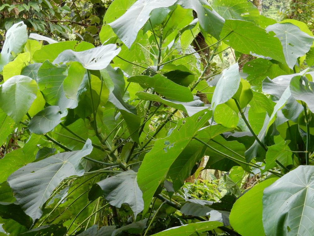 Parasol Leaf Tree (Macaranga tanarius)