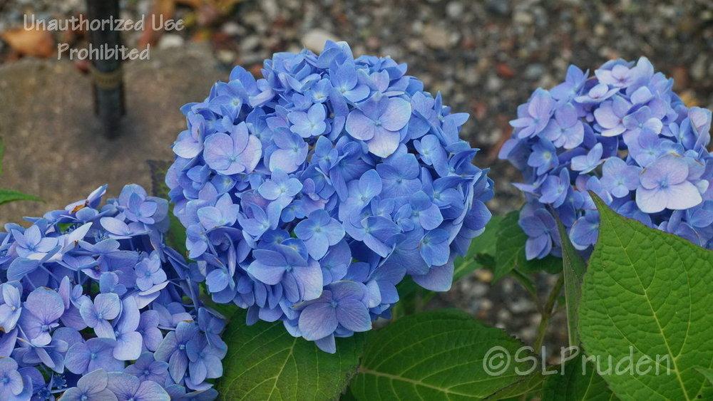 Mophead Hydrangea Hydrangea Macrophylla Nantucket Blue In The Hydrangeas Database Garden Org
