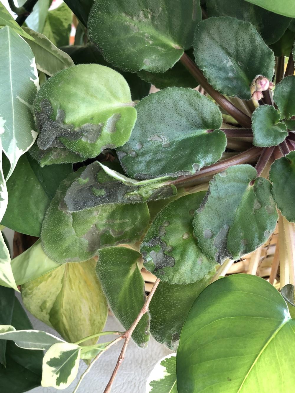 African violet might be dying in the Ask a Question forum