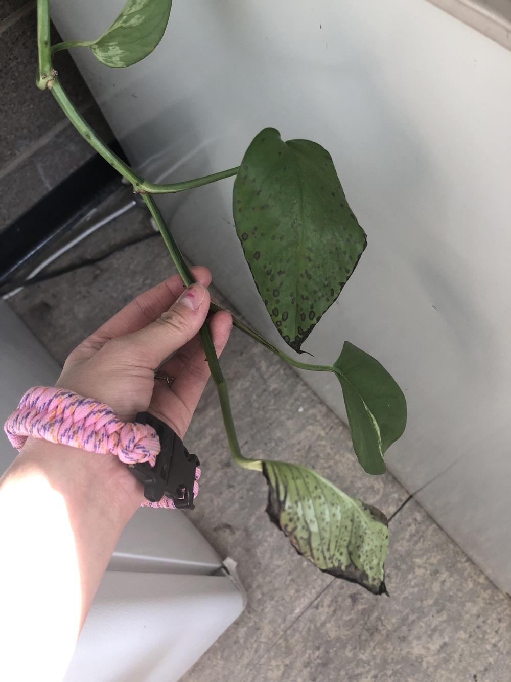 African violet might be dying in the Ask a Question forum