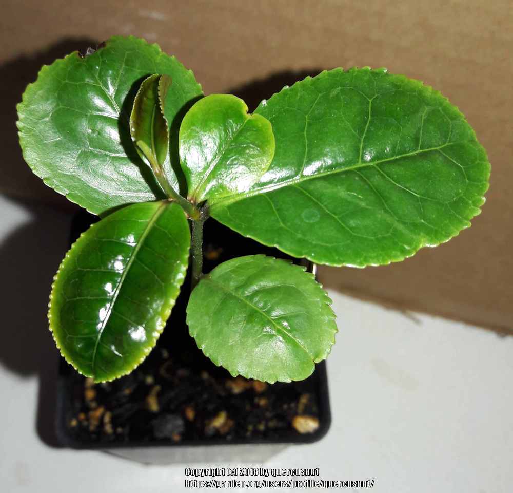 Camellias Plant Care and Collection of Varieties