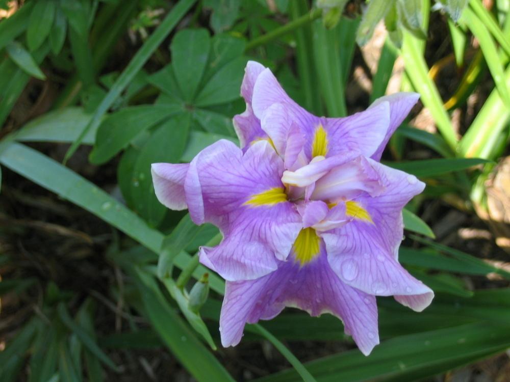 Iris Rafferty Japanese Iris (Iris ensata 'Rafferty') in the Irises Database - Garden.org